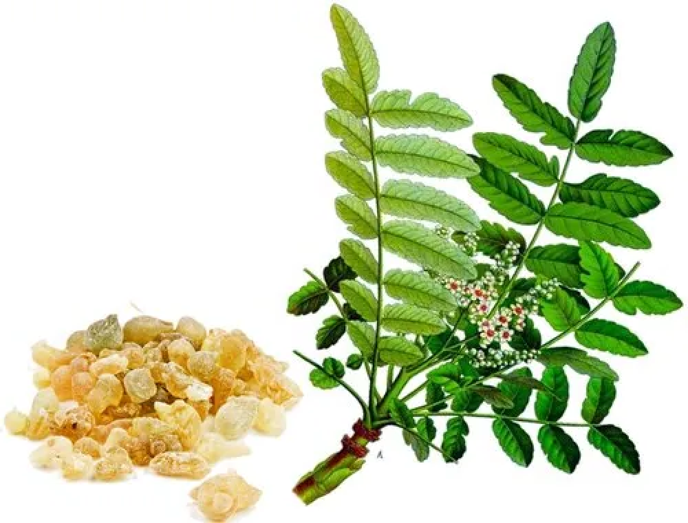 Shallaki Extract Capsules
