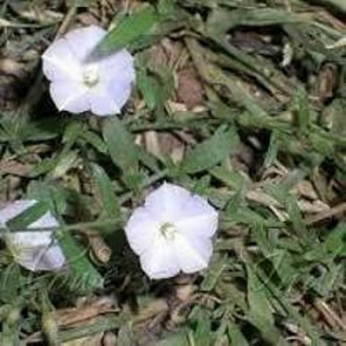 Dry Shankhpushpi(Convolvulus Pluricaulis), Packaging Size: 10 Kg