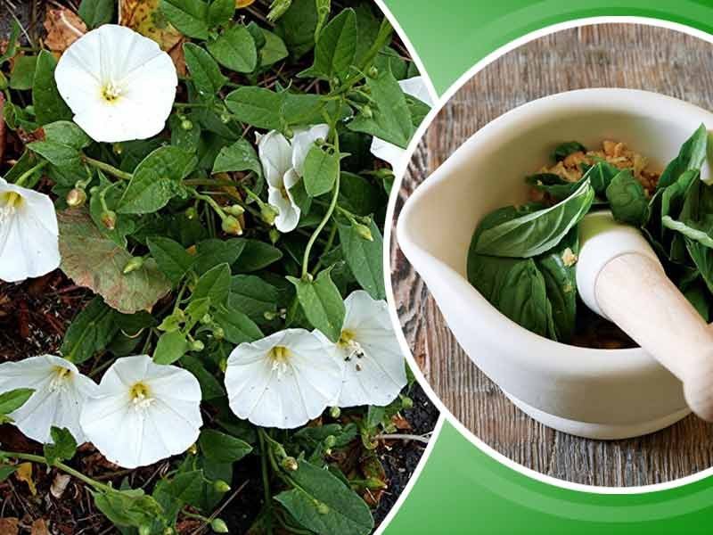 Organic Shankhpushpi, Packaging Size: 50 Kg