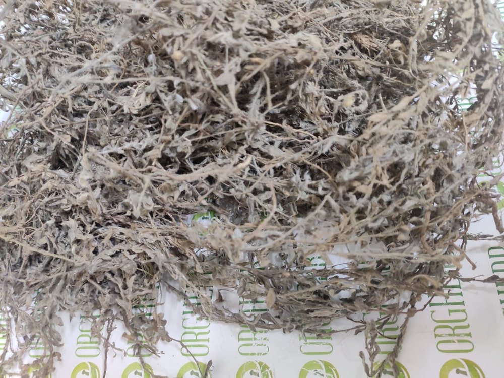 Raw Natural Shankh Pushpi - Convolvulus Pluricaulis, whole