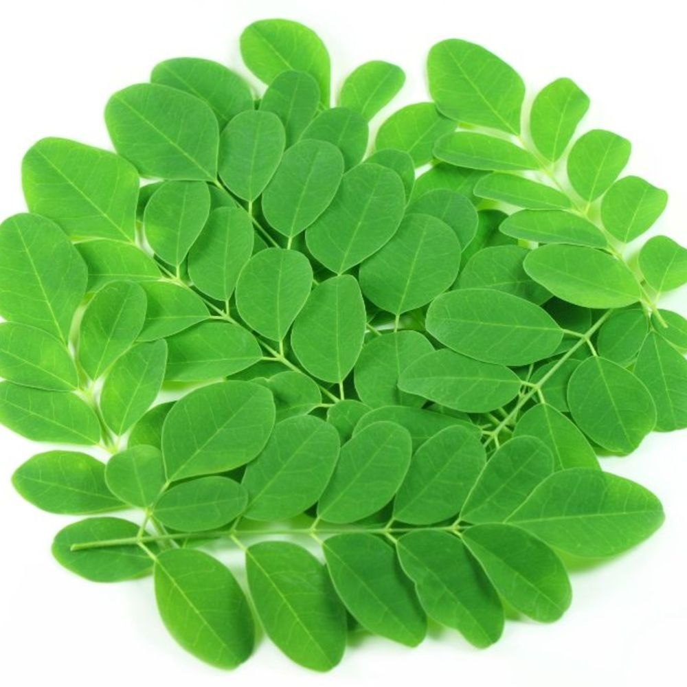 Moringa Powder, Packaging Type: PP Bag, Packaging Size: 5-10 Kg