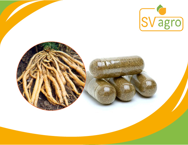 Shatavari Extract Capsule, Packaging Size: 25 Kg