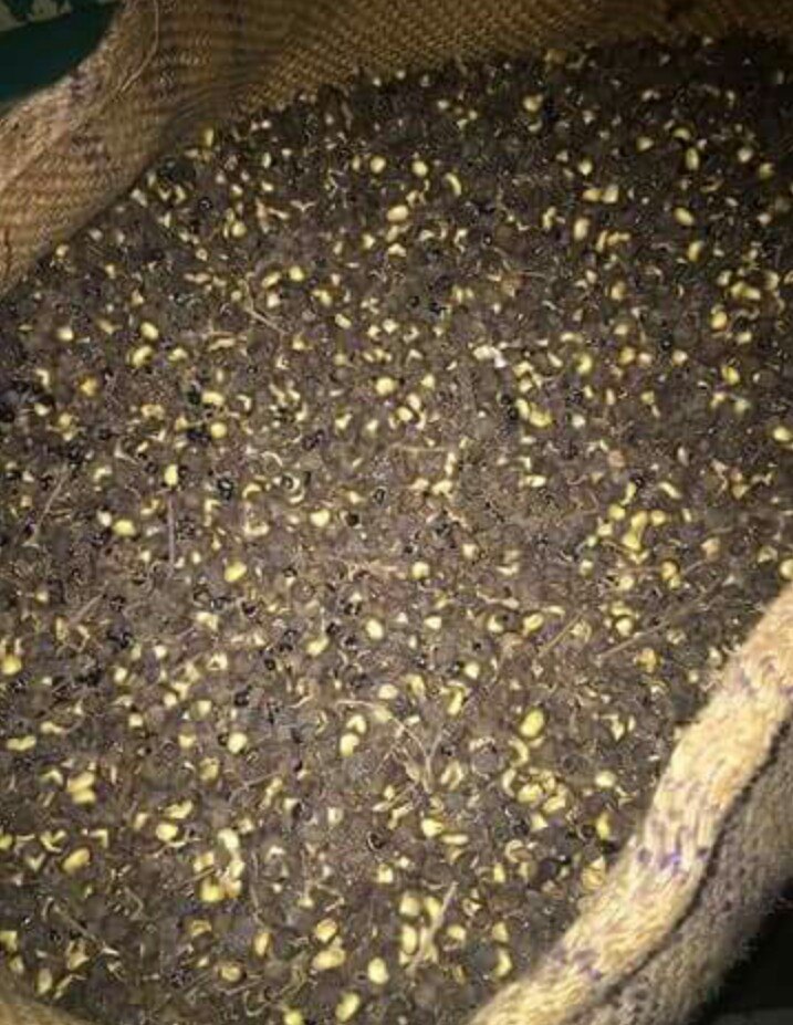 Green Triphala Tejphal(Zanthoxylum Alatum), Packaging Size: 40 Kg