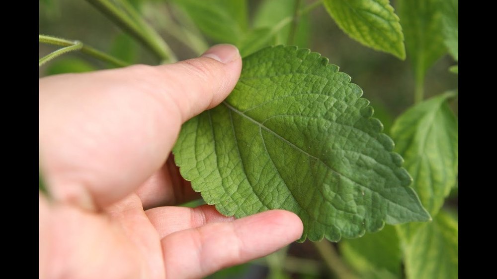 Ocimum Sanctum Green Genius Nature -Tulsi Drops, Ocimum Tenuiflorum, Packaging Type: Bottle