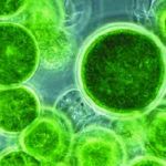 Organic Chlorella Salina