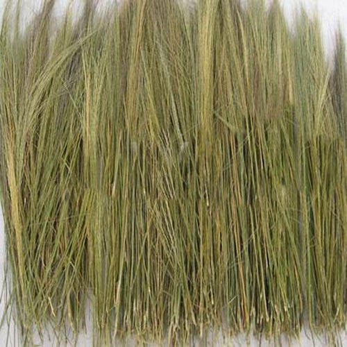 Green Broom Grass Raw Material