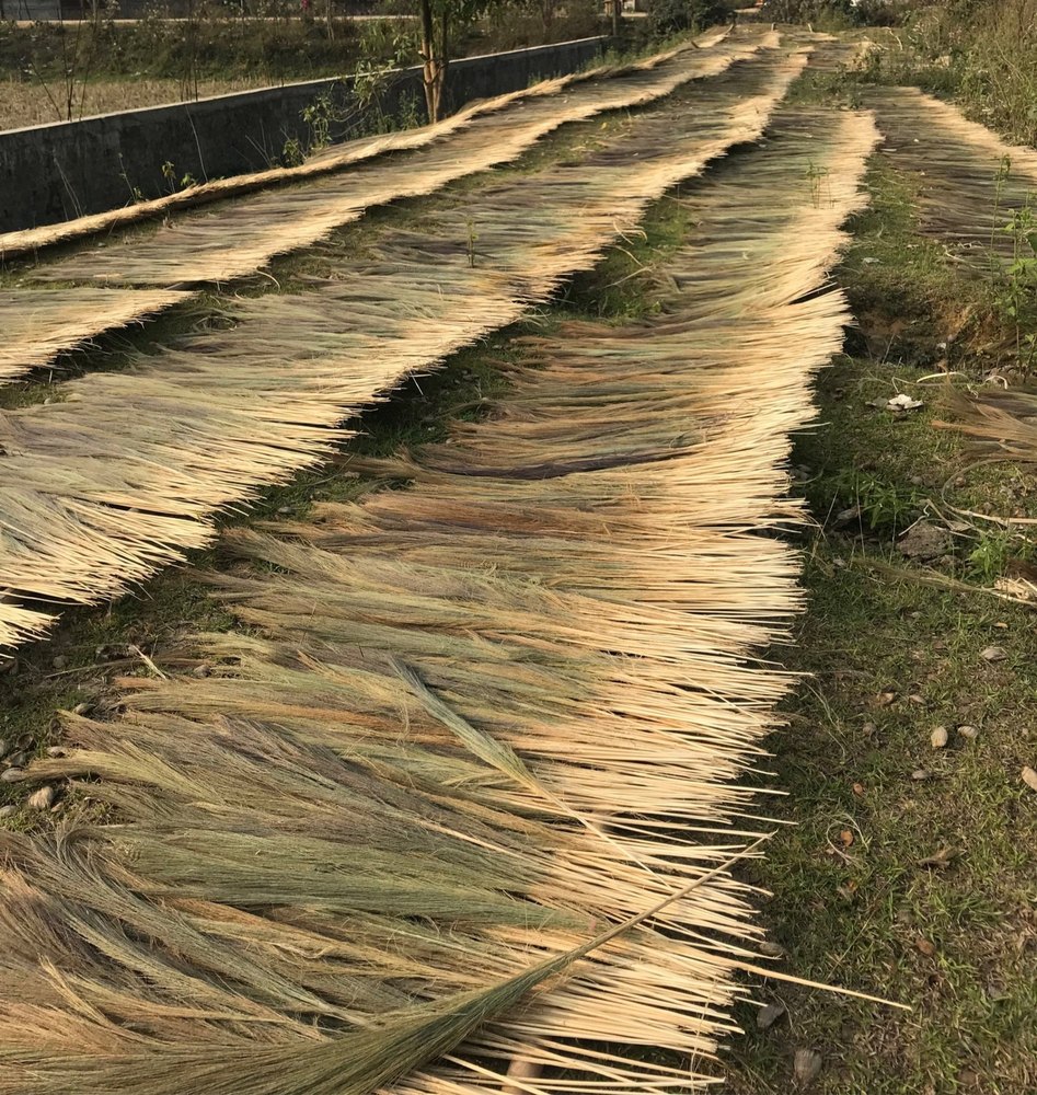 Full Sun Exposure Grass Broom Raw Material
