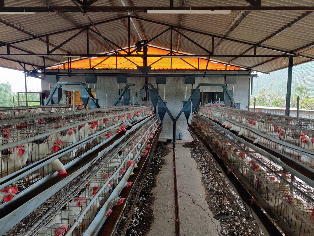 Four-Wheel Poultry Feed Trolley, Load Capacity: 0-50 kg