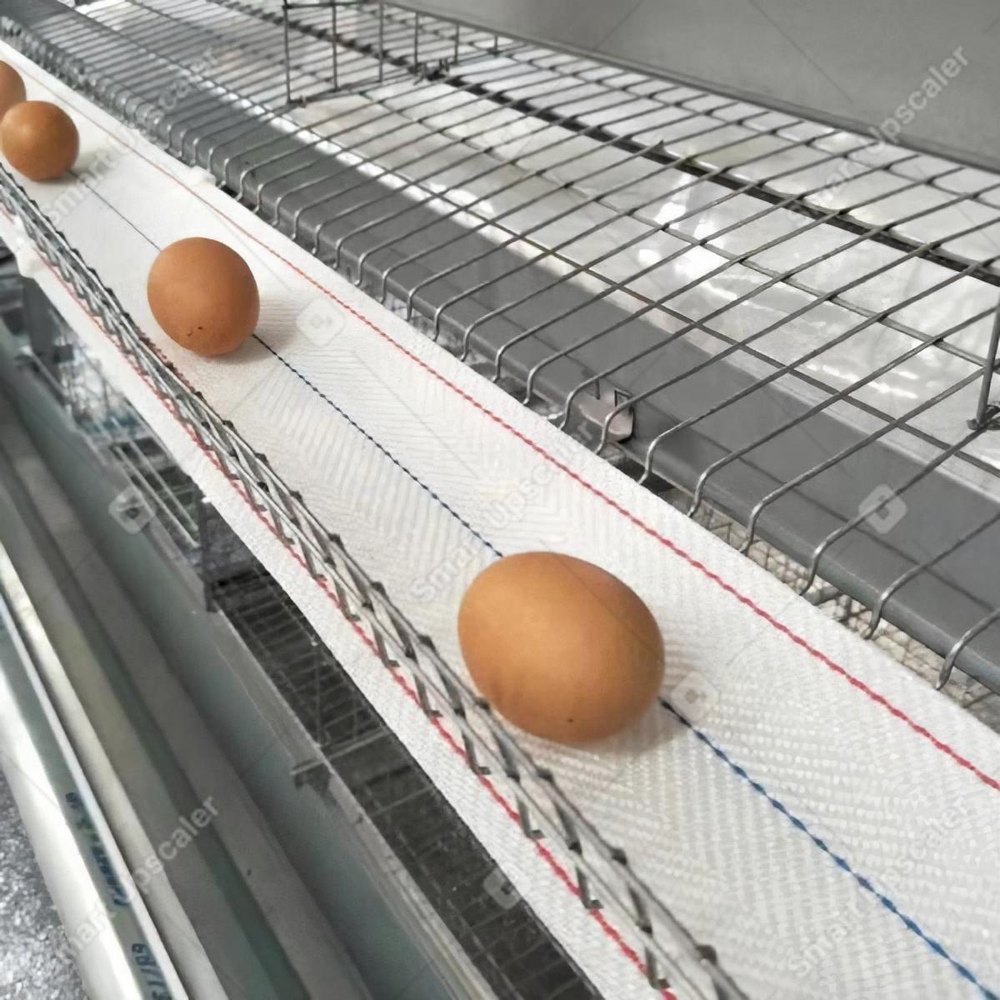 Egg Collection Belt, Size: 100 mm width, Belt Thickness: Up to 2 mm