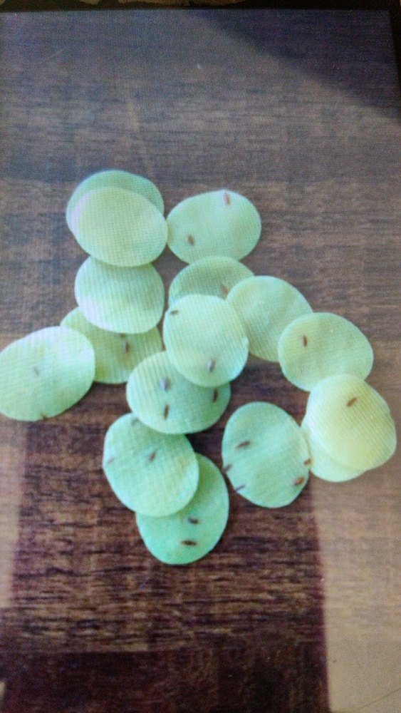 Rizon Foods Jeera Papad
