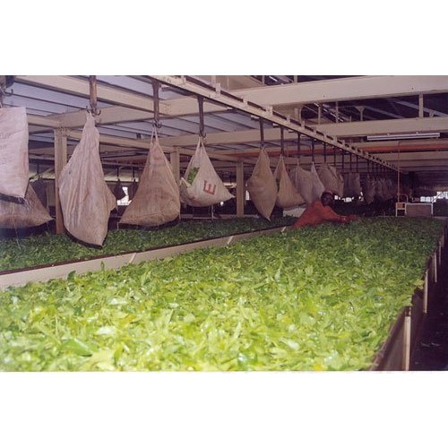 Overhead Conveyors for Tea Industries