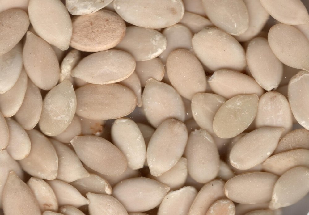 Watermelon Seeds