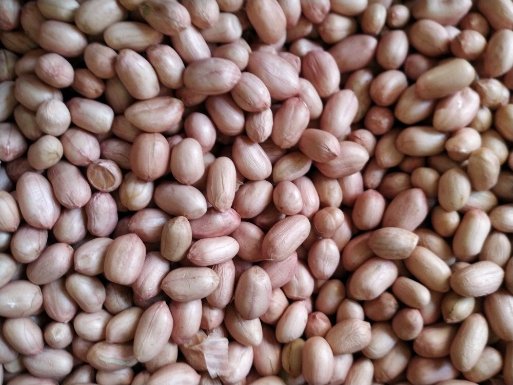 Big Size Peanuts, Packaging Type: Plastic Box, Packaging Size: Packet