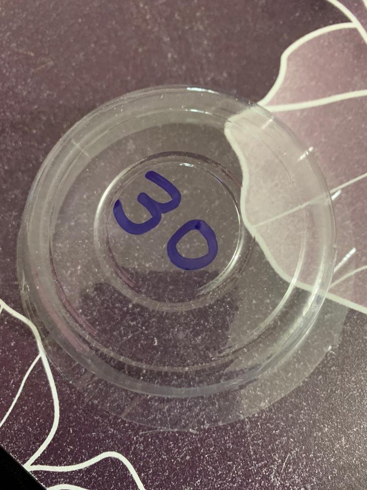 Transparent Scrubber Blisters, Material Grade: PVC