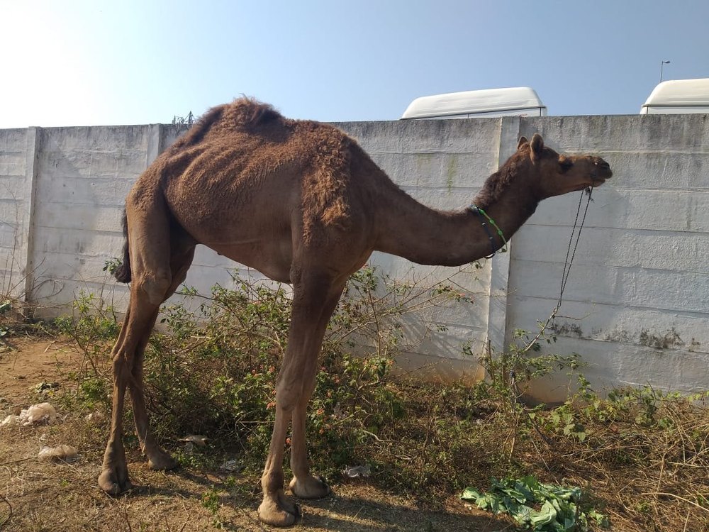 Fresh Raw Camel Milk, Bottle