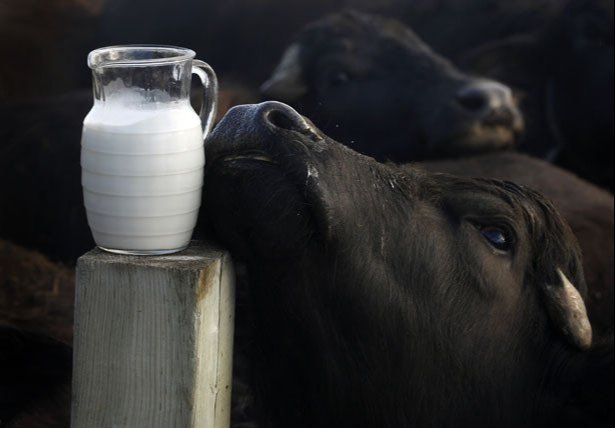 Fresh Raw Buffalo Milk, Packaging Type: Can