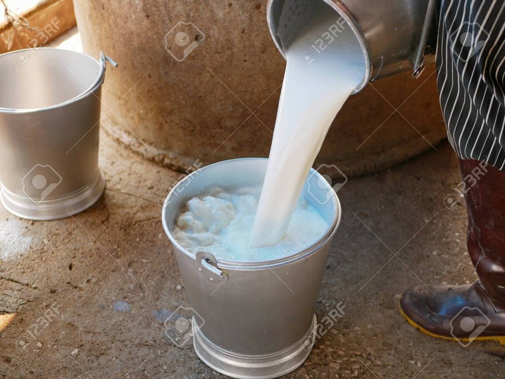 Cow Milk