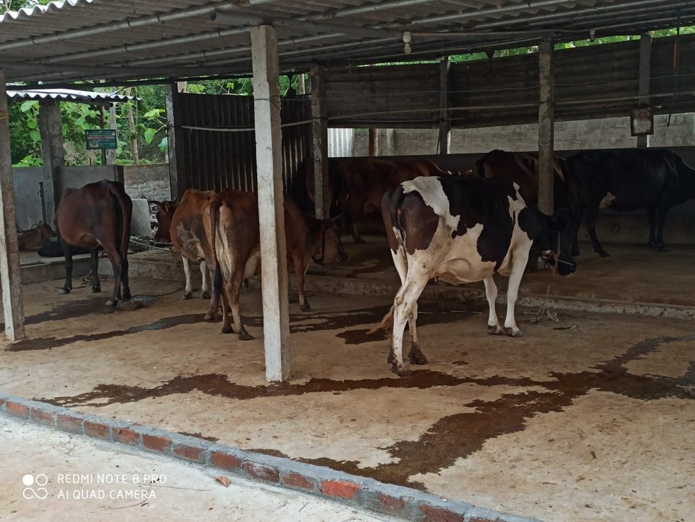 Cow Milk