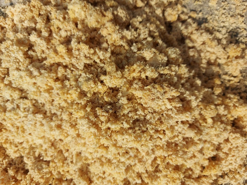Soybean Okara