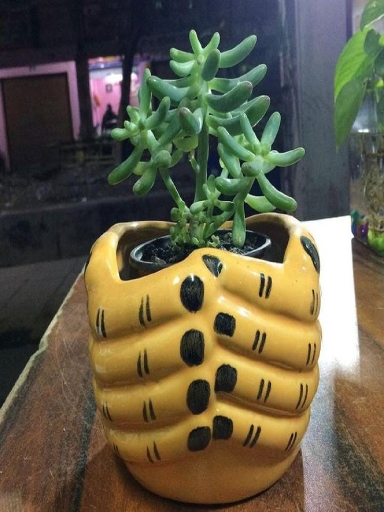 Lollipop Mint Jelly Bean Plant, Packaging Type: Loose