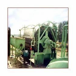 Candy Sugar Plant