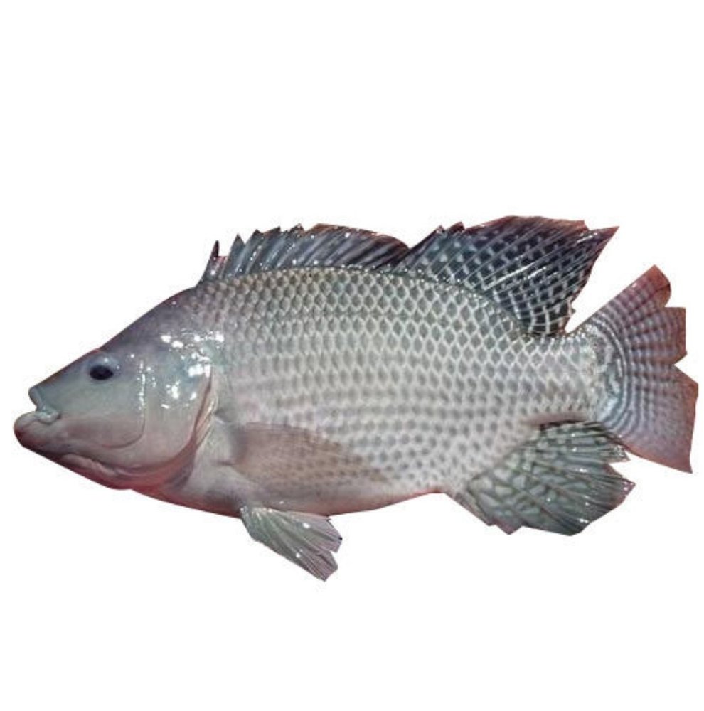 Seeds Monosex Fish Seed, 30 Degree, Packaging Size: H-1.5\'\', W-1\'\' *4