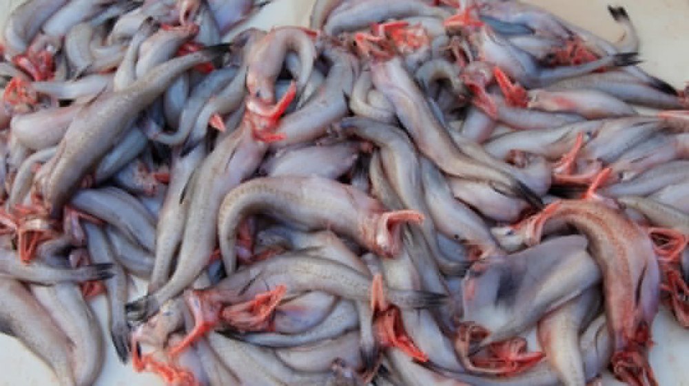 grey Fresh Bombil Fish, For Food purpose, Packaging Type: 1kg, Also Available In 550gm