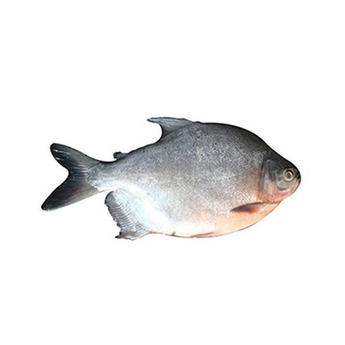 Rupchanda Fish