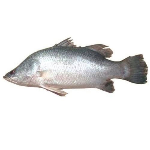 Vetki Fish, Packaging Type: Thermocol Box