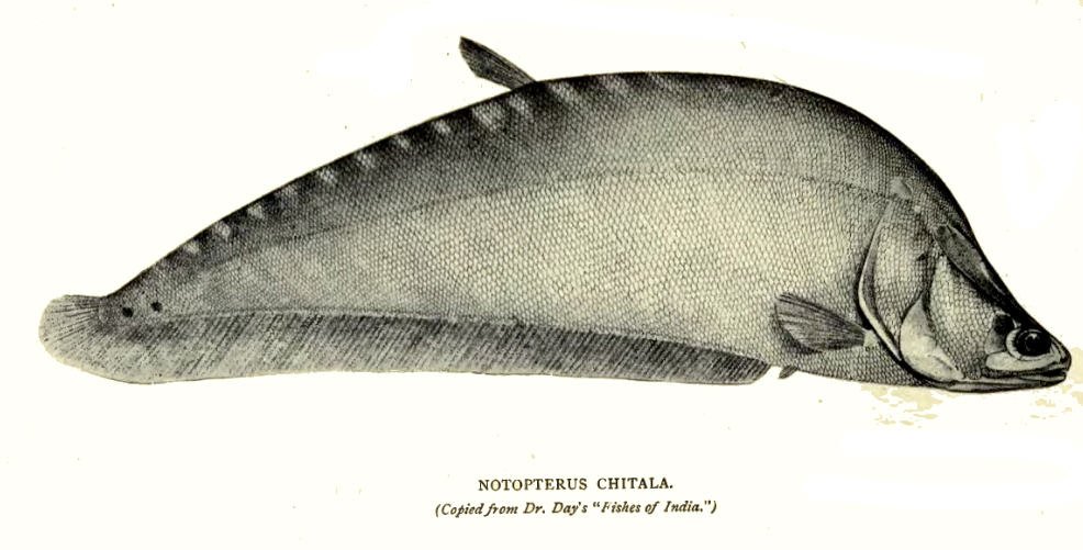 Chital Fish