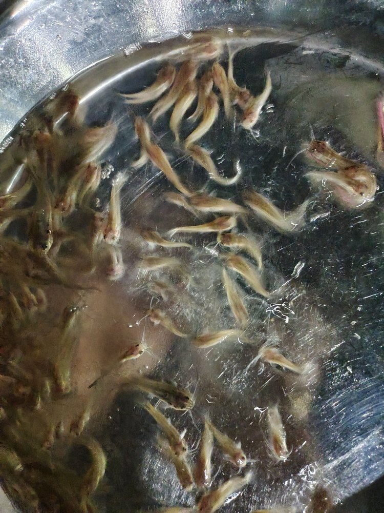 Gulsa Fish