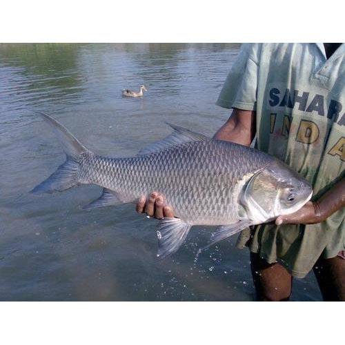 Fresh Fish