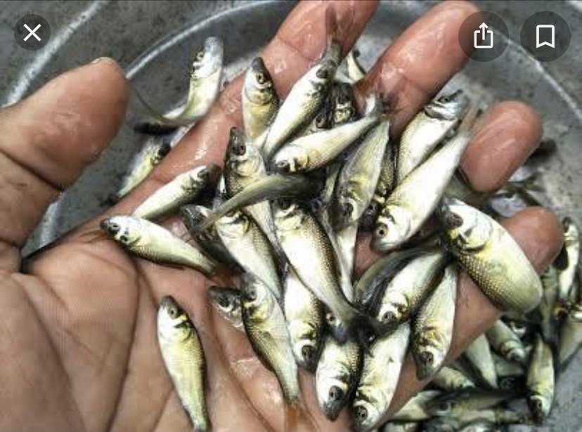 Silver Catla Fish