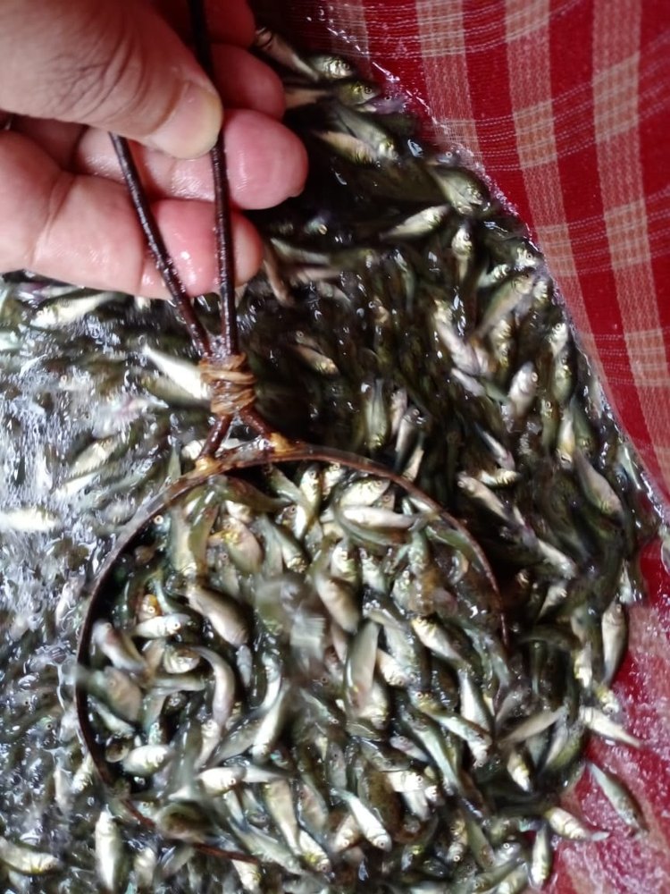 Rohu Fish Seeds/Labio Rohita, 10 Deg C, Packaging Size: 15 Mm