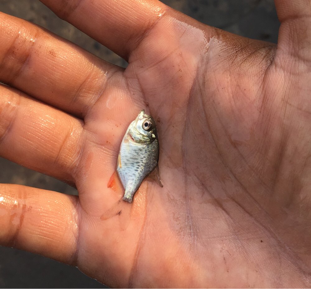 Rupchanda Fish seeds, Normal