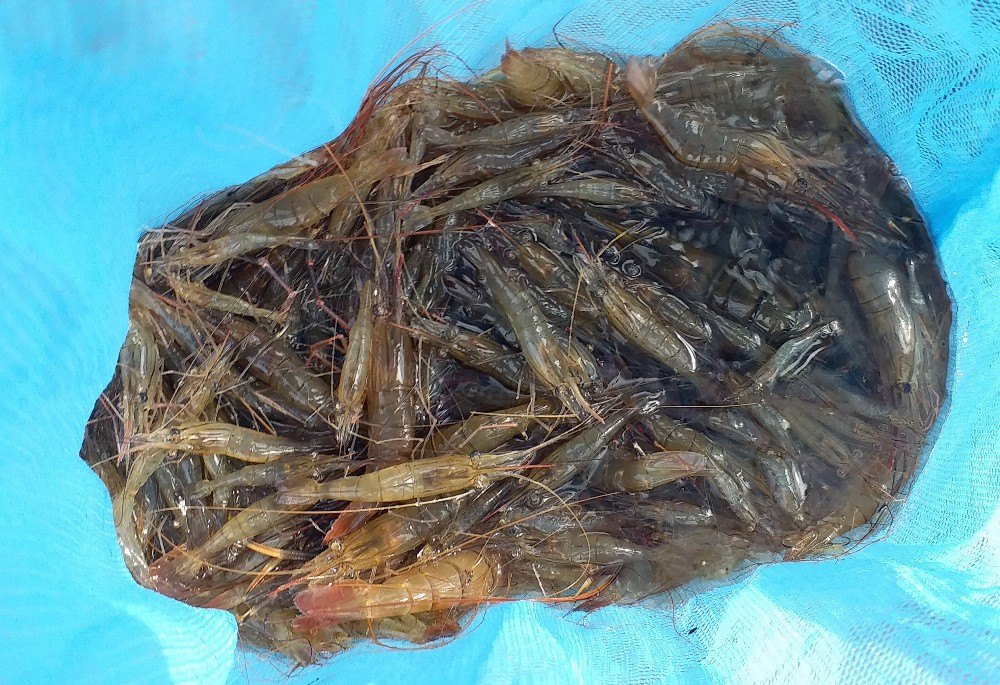 Prawns Seed