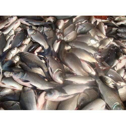 Rohu Fish, 20 To 25 Degree, Packaging Size: 5 KG