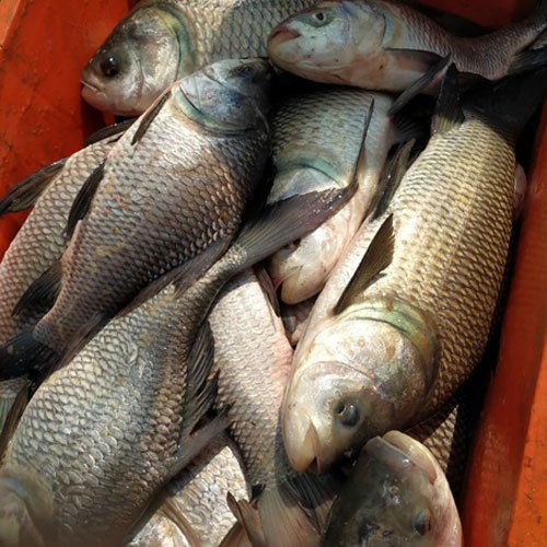 Silver Catla Fish Seed, 25-30 Degree Celsius, Packaging Size: 10kg