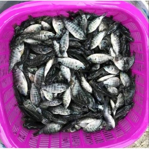 Tilapia Fish Seed, 30-35 Degree C, Packaging Size: 5 Kg