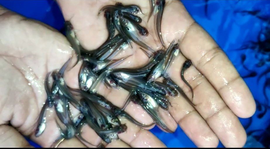 Pabda Fish Seed