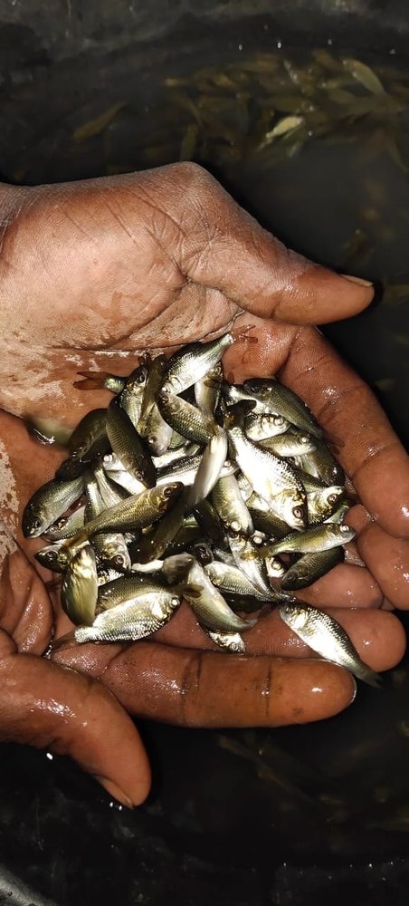 Kakatta Jamil Fish Seeds Supplier, For Pond Water, Packaging Type: Box