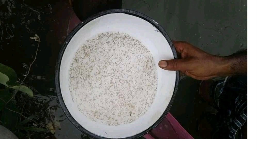 Spawn Fish Seed Rohu, 28 Degree Celsius, Packaging Size: 100 ml