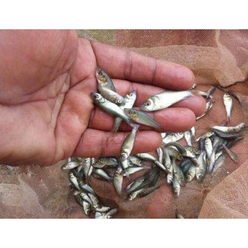 Marine Fish Seed, Cyprinus, Pack Size (Kilogram): 3 Kg