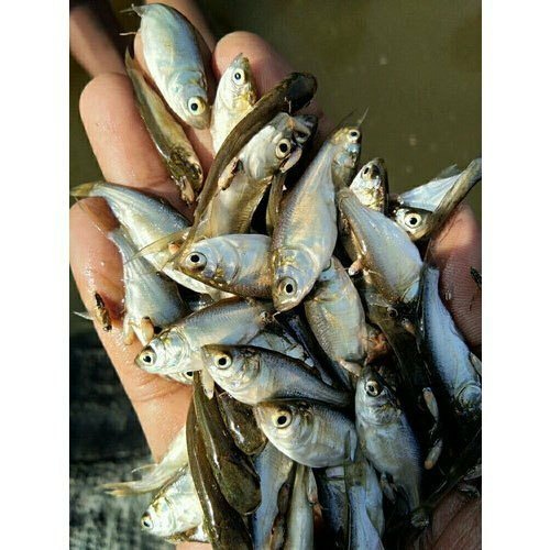 Katla Fish Seed, 20 Degree Celsius
