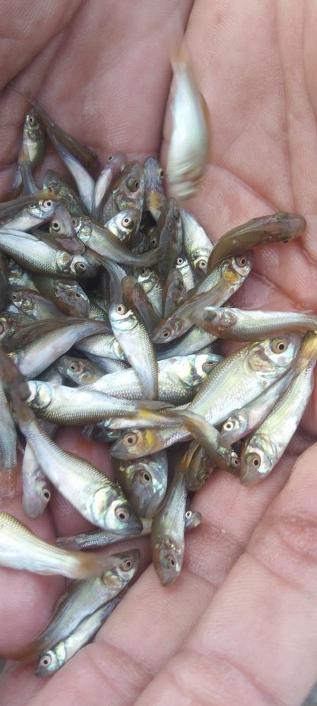 Katla Fish Seed, 20-30 Degree Celsius, Packaging Size: 1000 Piece