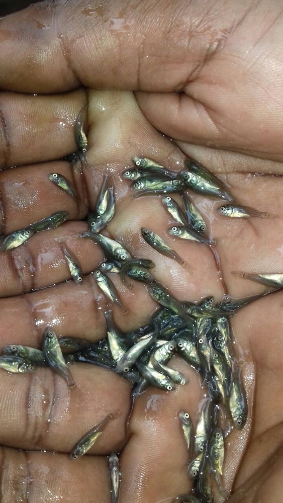 Katla Fish Seed, 20-30 Deg C, Packaging Size: 5 Kg