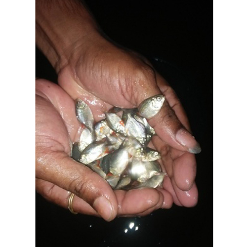 Pure Rupchanda Fish Seed, Pack Size (Kilogram): 1 - 5 Kg