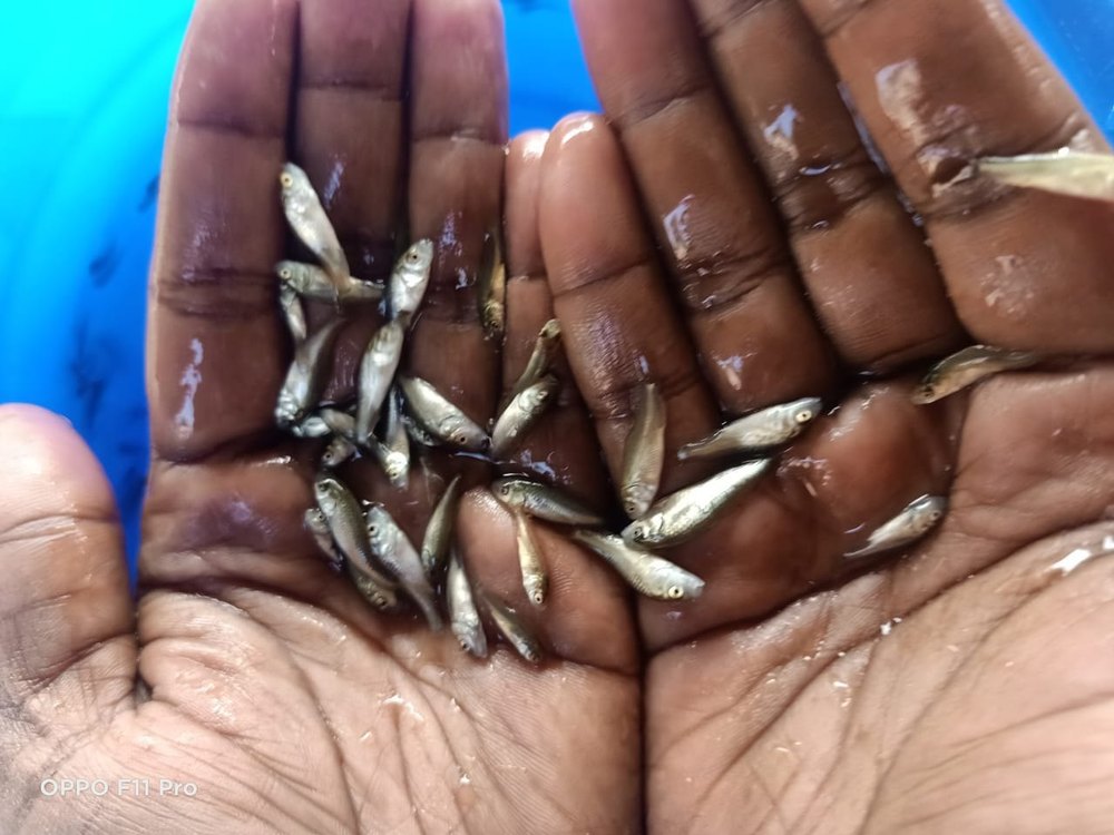 Amur Common Carp Fish Seed, 20-30 Degree C, Packaging Size: 6 Kg