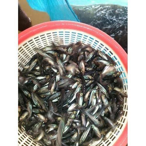 Pangasius Fish Seeds, for Fish Farming, Cyprinus