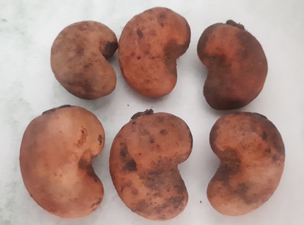 Natural Wholes Raw Kaju Fish Seed, Packaging Type: Vacuum Bag, Packaging Size: Loose